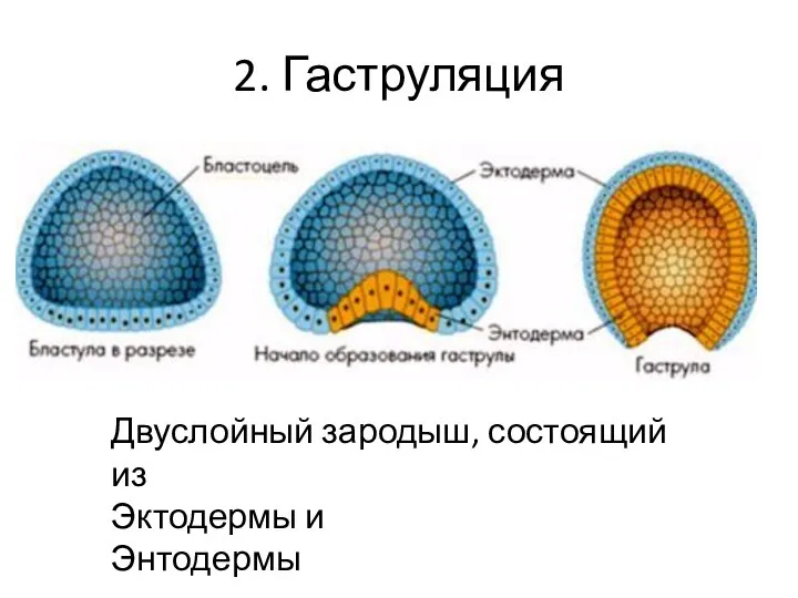 2. Гаструляция Двуслойный зародыш, состоящий из Эктодермы и Энтодермы