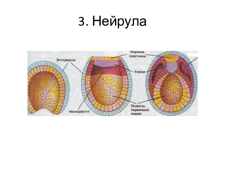 3. Нейрула