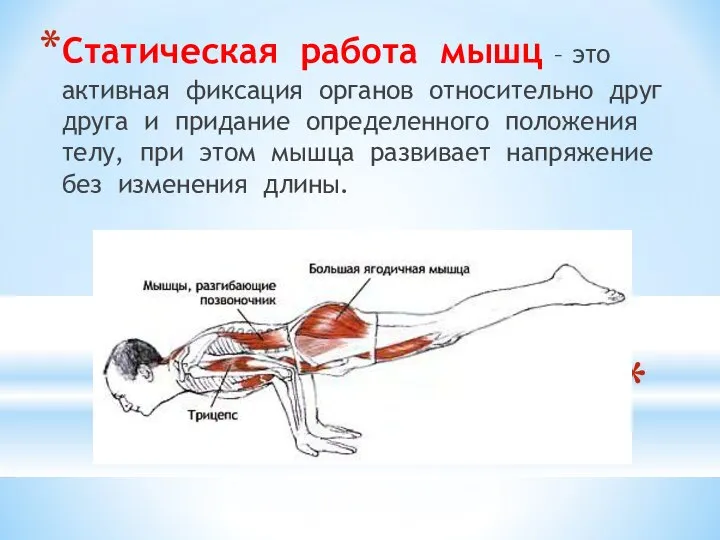 Статическая работа мышц – это активная фиксация органов относительно друг друга и