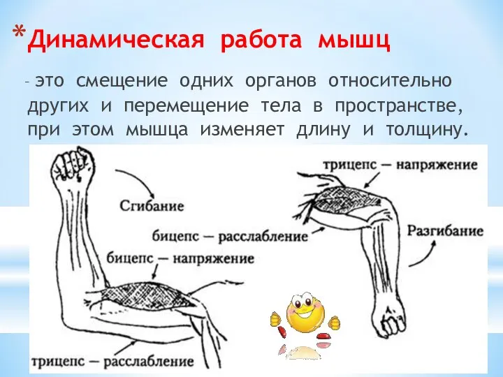 Динамическая работа мышц – это смещение одних органов относительно других и перемещение