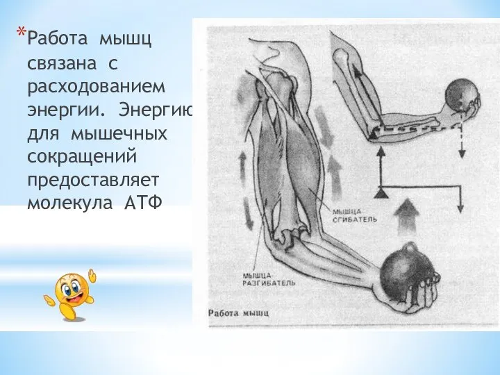 Работа мышц связана с расходованием энергии. Энергию для мышечных сокращений предоставляет молекула АТФ