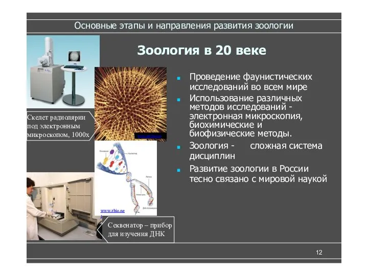 Основные этапы и направления развития зоологии Проведение фаунистических исследований во всем мире