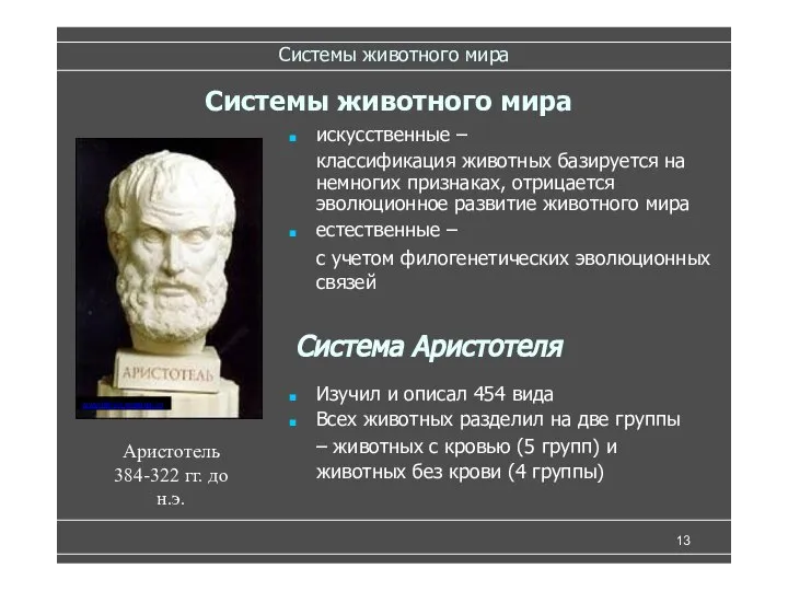 Системы животного мира Всех животных разделил на две группы – животных с