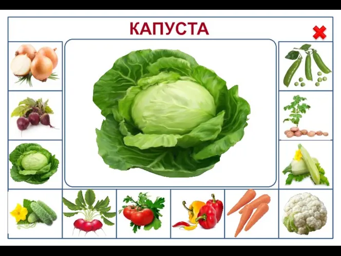 КАПУСТА