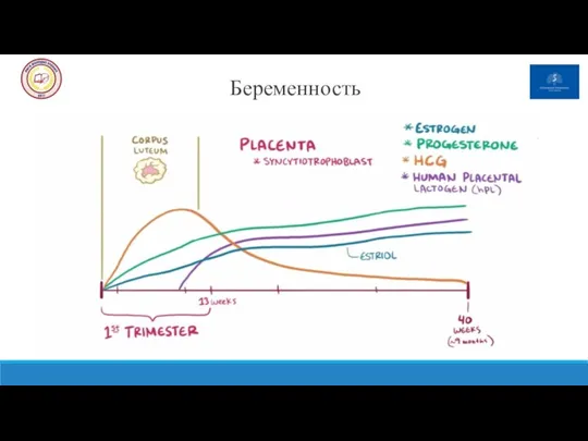 Беременность