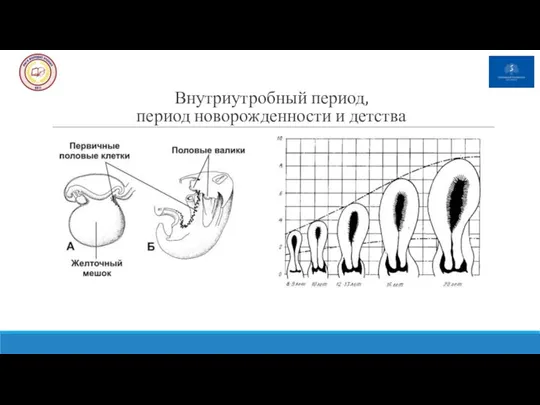 Внутриутробный период, период новорожденности и детства