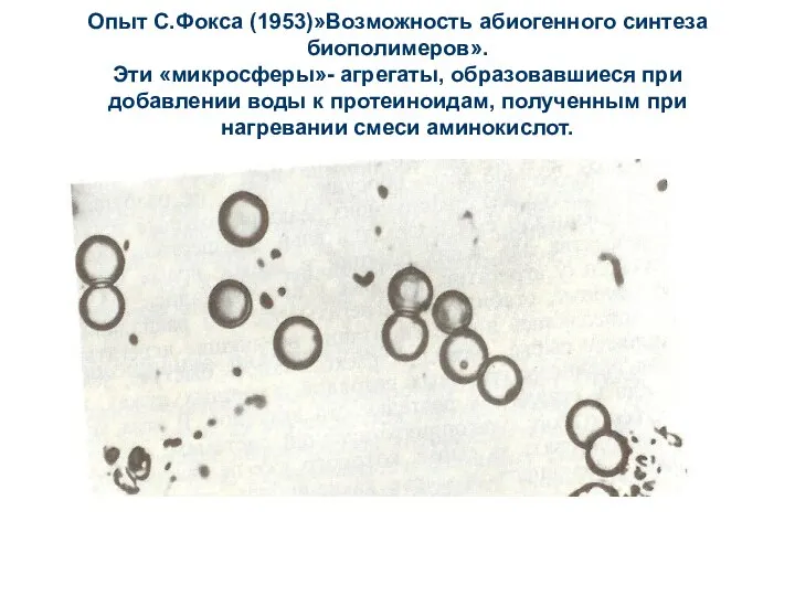 Опыт С.Фокса (1953)»Возможность абиогенного синтеза биополимеров». Эти «микросферы»- агрегаты, образовавшиеся при добавлении
