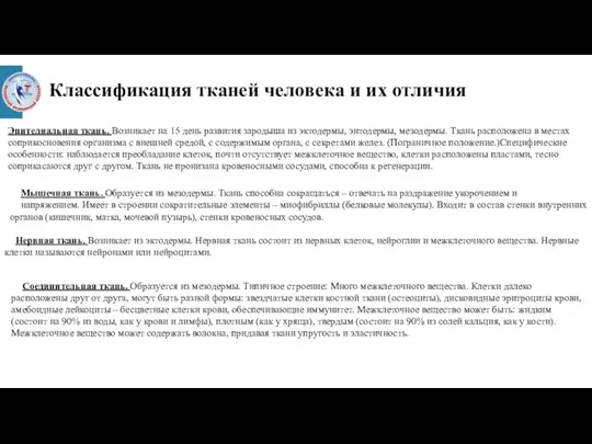 Классификация тканей человека и их отличия Эпителиальная ткань. Возникает на 15 день