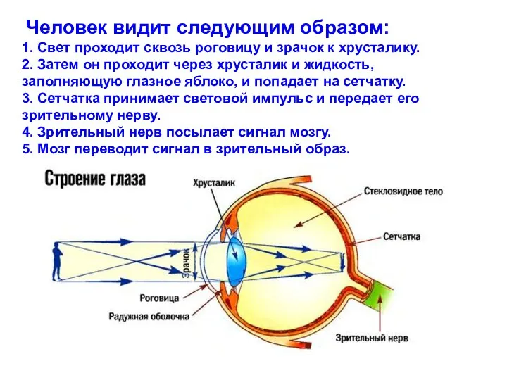 Человек видит следующим образом: 1. Свет проходит сквозь роговицу и зрачок к