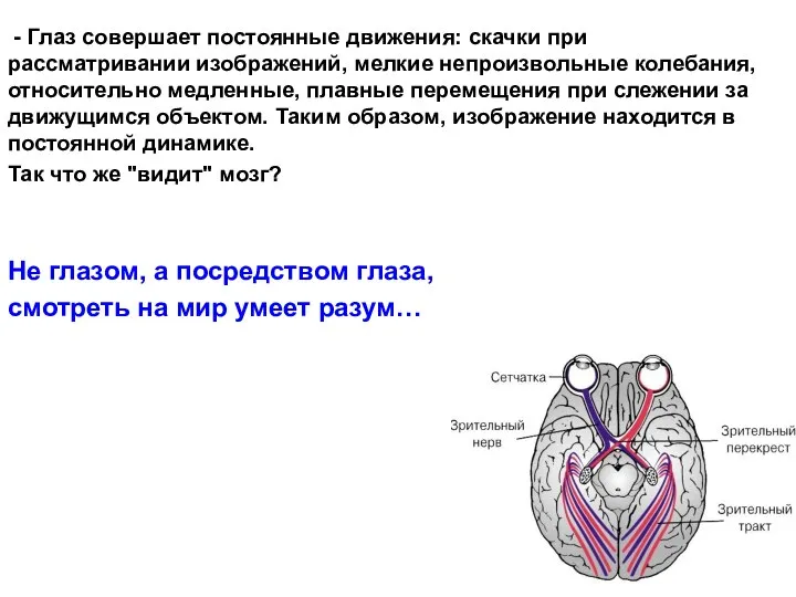 - Глаз совершает постоянные движения: скачки при рассматривании изображений, мелкие непроизвольные колебания,