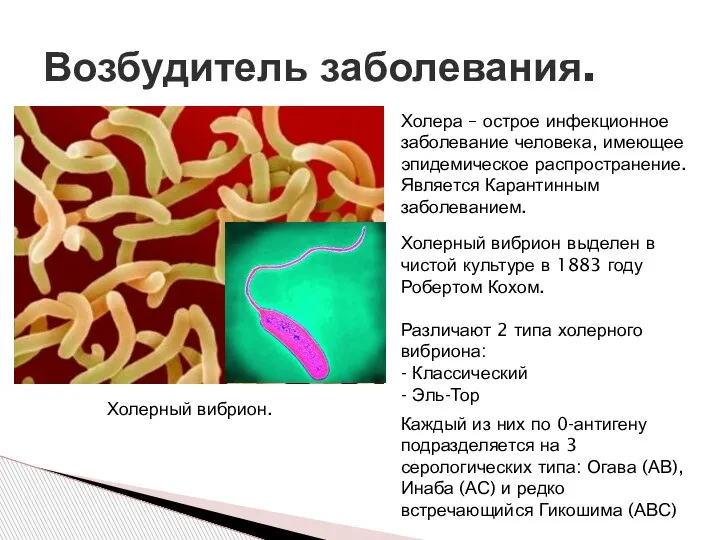 Возбудитель заболевания. Холерный вибрион. Холера – острое инфекционное заболевание человека, имеющее эпидемическое