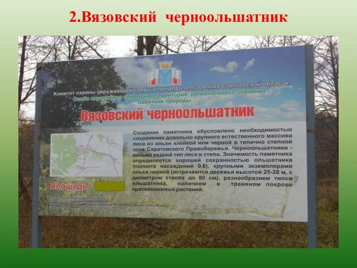 2.Вязовский черноольшатник