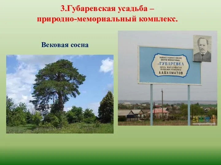 3.Губаревская усадьба – природно-мемориальный комплекс. Вековая сосна