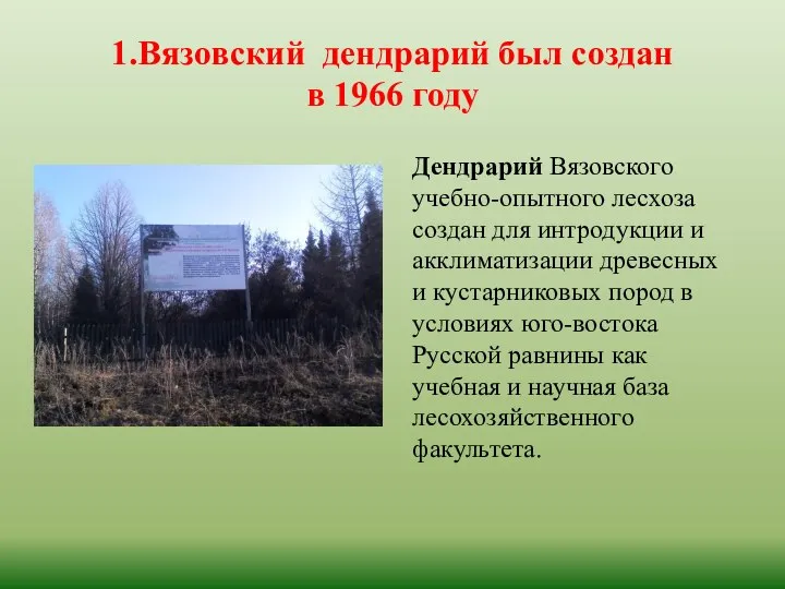 1.Вязовский дендрарий был создан в 1966 году Дендрарий Вязовского учебно-опытного лесхоза создан