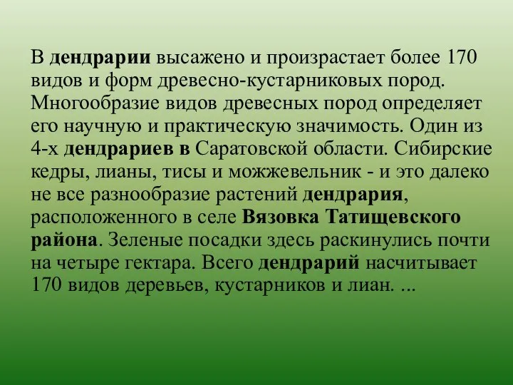 В дендрарии высажено и произрастает более 170 видов и форм древесно-кустарниковых пород.