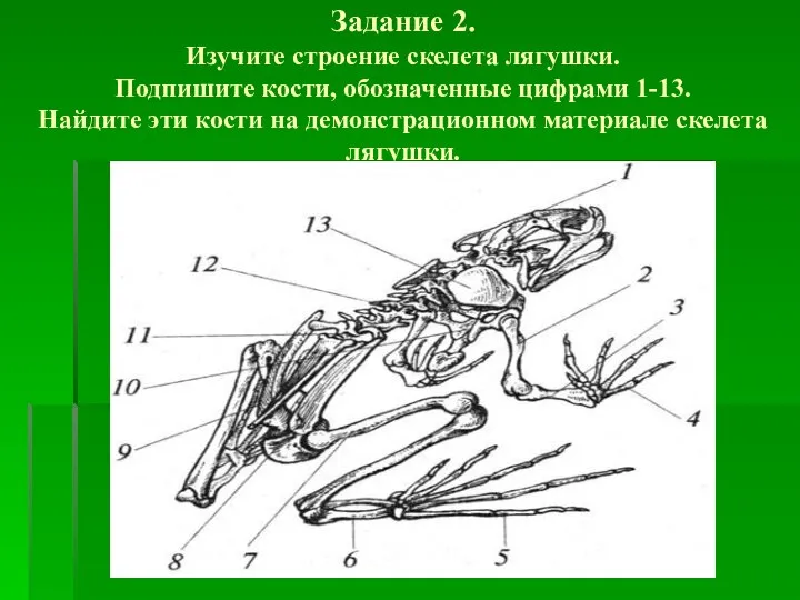 Задание 2. Изучите строение скелета лягушки. Подпишите кости, обозначенные цифрами 1-13. Найдите