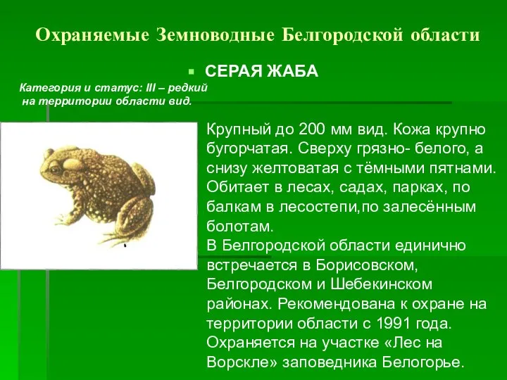 Охраняемые Земноводные Белгородской области СЕРАЯ ЖАБА Категория и статус: III – редкий