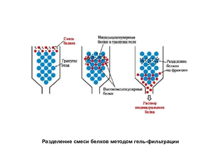 Разделение смеси белков методом гель-фильтрации