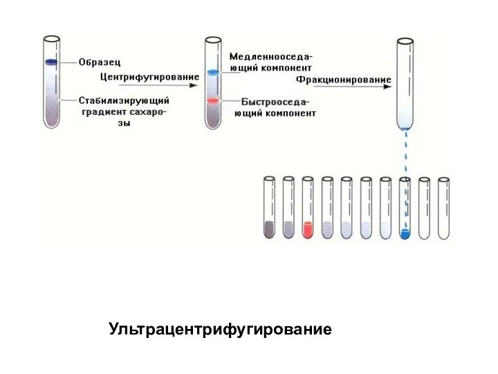 Ультрацентрифугирование