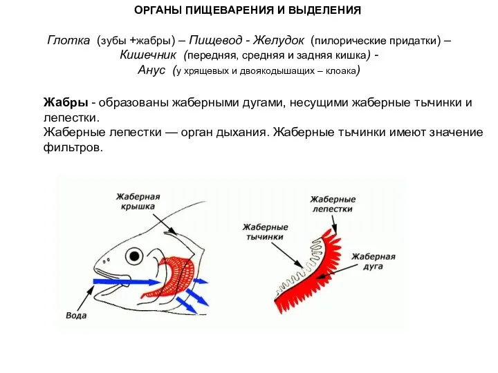 ОРГАНЫ ПИЩЕВАРЕНИЯ И ВЫДЕЛЕНИЯ Глотка (зубы +жабры) – Пищевод - Желудок (пилорические