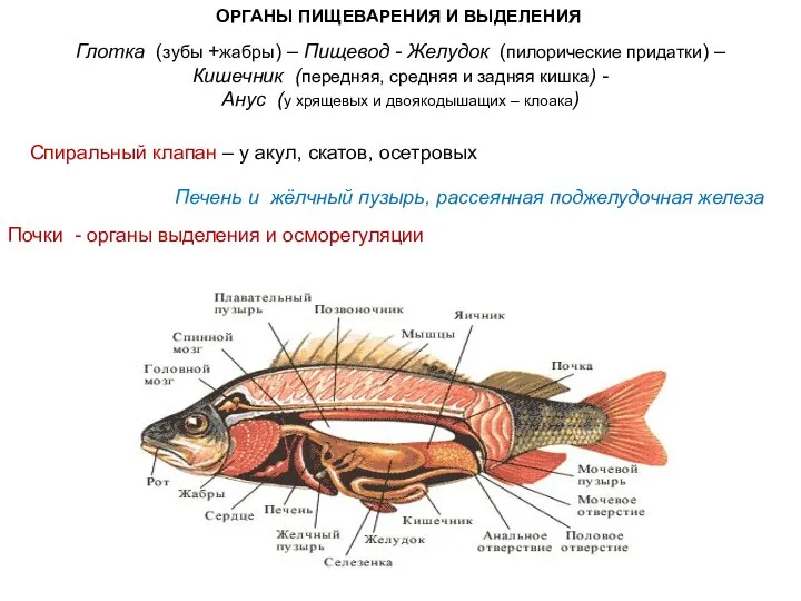 ОРГАНЫ ПИЩЕВАРЕНИЯ И ВЫДЕЛЕНИЯ Глотка (зубы +жабры) – Пищевод - Желудок (пилорические