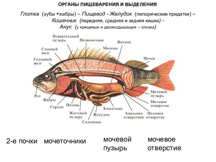 ОРГАНЫ ПИЩЕВАРЕНИЯ И ВЫДЕЛЕНИЯ Глотка (зубы +жабры) – Пищевод - Желудок (пилорические