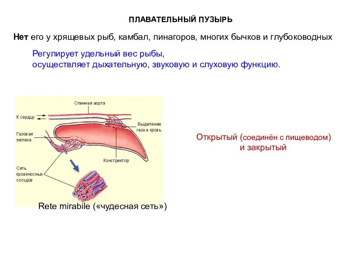 Нет его у хрящевых рыб, камбал, пинагоров, многих бычков и глубоководных Регулирует