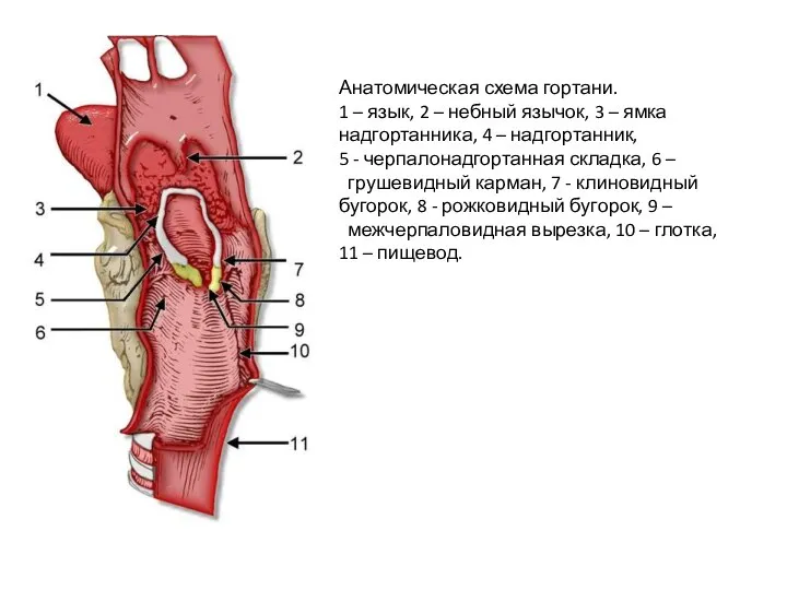 Анатомическая схема гортани. 1 – язык, 2 – небный язычок, 3 –
