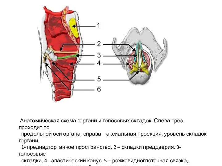 Анатомическая схема гортани и голосовых складок. Слева срез проходит по продольной оси