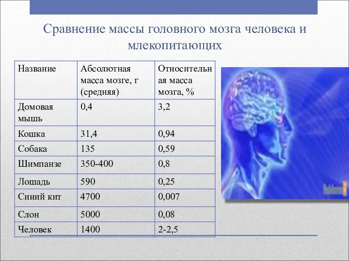 Сравнение массы головного мозга человека и млекопитающих