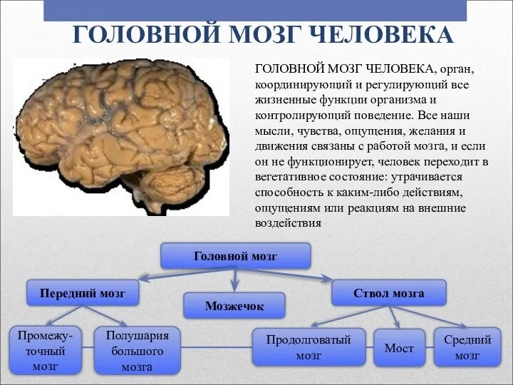 ГОЛОВНОЙ МОЗГ ЧЕЛОВЕКА ГОЛОВНОЙ МОЗГ ЧЕЛОВЕКА, орган, координирующий и регулирующий все жизненные