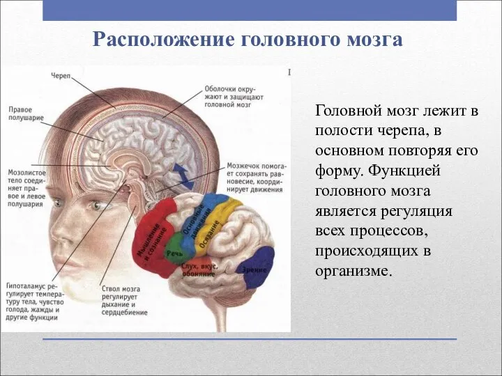 Расположение головного мозга Головной мозг лежит в полости черепа, в основном повторяя