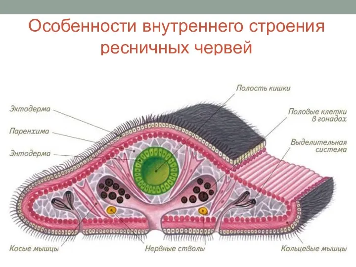 Особенности внутреннего строения ресничных червей