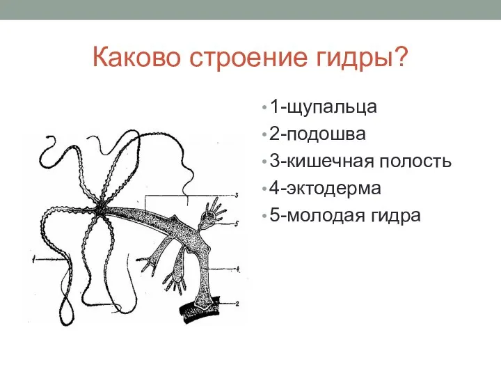 Каково строение гидры? 1-щупальца 2-подошва 3-кишечная полость 4-эктодерма 5-молодая гидра