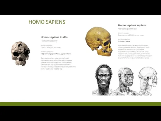 HOMO SAPIENS