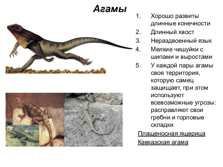 Агамы Хорошо развиты длинные конечности Длинный хвост Нераздвоенный язык Мелкие чешуйки с