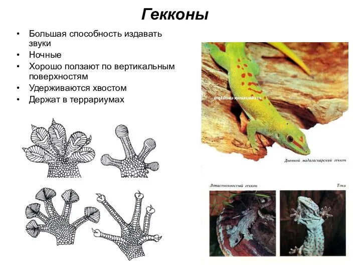 Гекконы Большая способность издавать звуки Ночные Хорошо ползают по вертикальным поверхностям Удерживаются хвостом Держат в террариумах