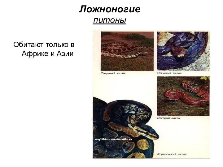 Ложноногие питоны Обитают только в Африке и Азии