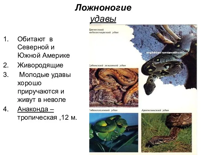 Ложноногие удавы Обитают в Северной и Южной Америке Живородящие Молодые удавы хорошо