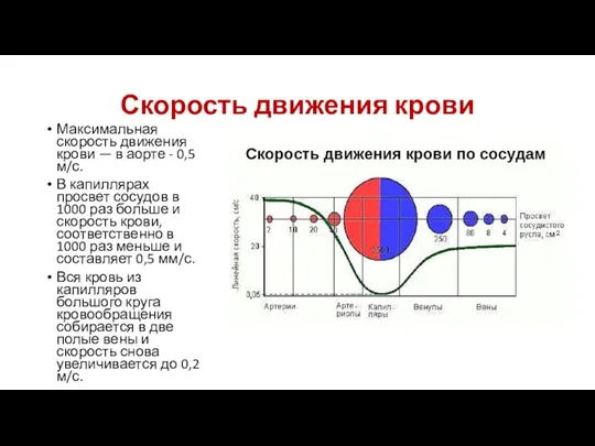 Скорость движения крови Максимальная скорость движения крови — в аорте - 0,5