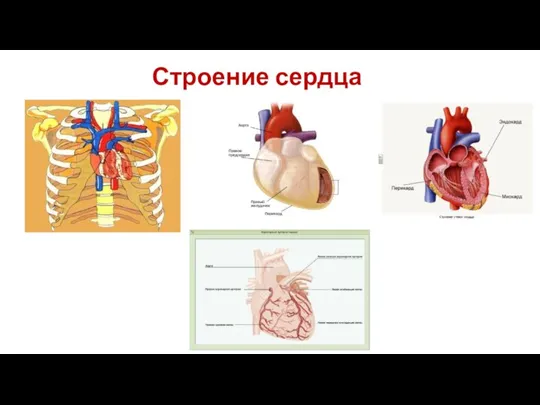 Строение сердца