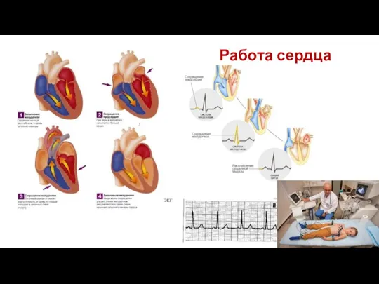 Работа сердца