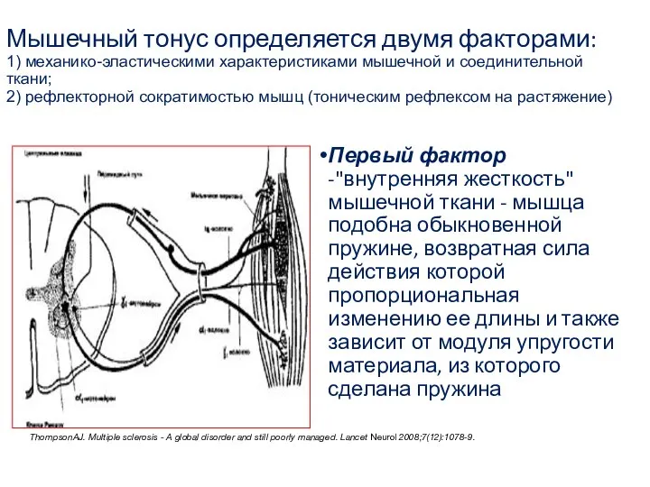 Мышечный тонус определяется двумя факторами: 1) механико-эластическими характеристиками мышечной и соединительной ткани;