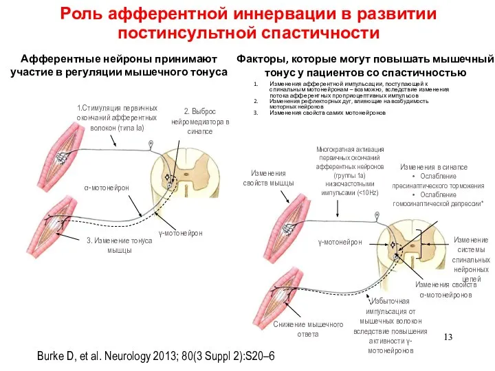 Роль афферентной иннервации в развитии постинсультной спастичности Изменения афферентной импульсации, поступающей к