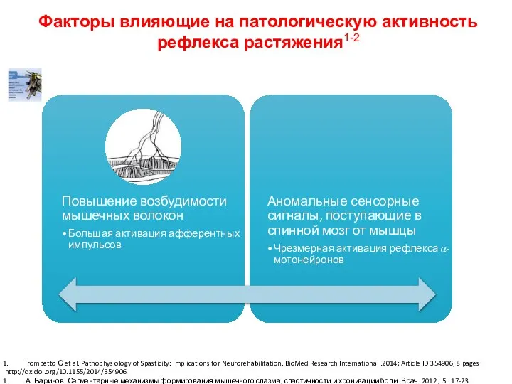 Факторы влияющие на патологическую активность рефлекса растяжения1-2 Trompetto С et al. Pathophysiology