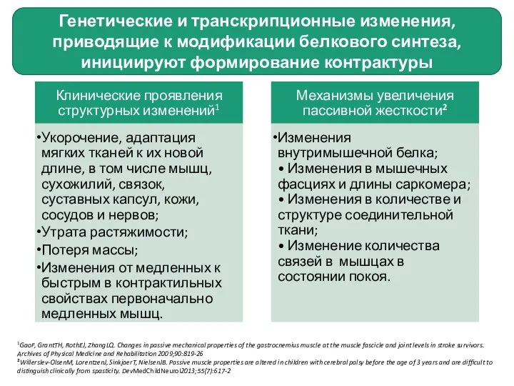 Генетические и транскрипционные изменения, приводящие к модификации белкового синтеза, инициируют формирование контрактуры