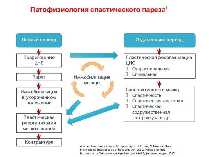 Патофизиология спастического пареза1 Повреждение ЦНС Острый период Отдаленный период Парез Иммобилизация в