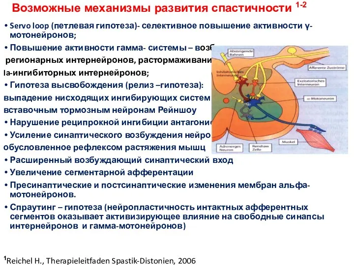 Возможные механизмы развития спастичности 1-2 Servo loop (петлевая гипотеза)- селективное повышение активности