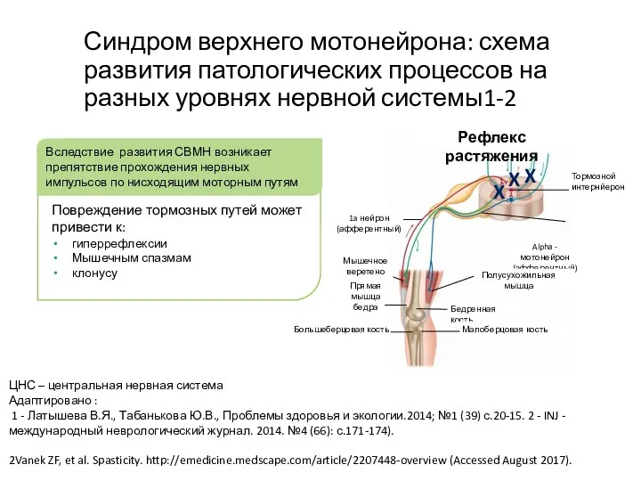 ЦНС – центральная нервная система Адаптировано : 1 - Латышева В.Я., Табанькова