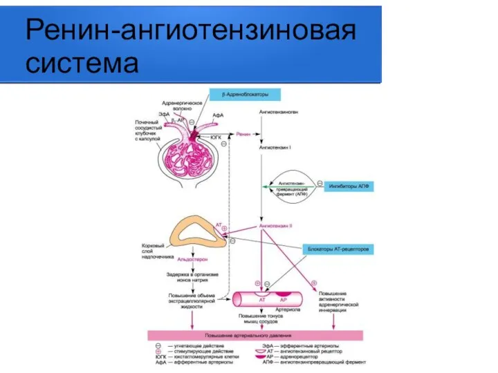 Ренин-ангиотензиновая система